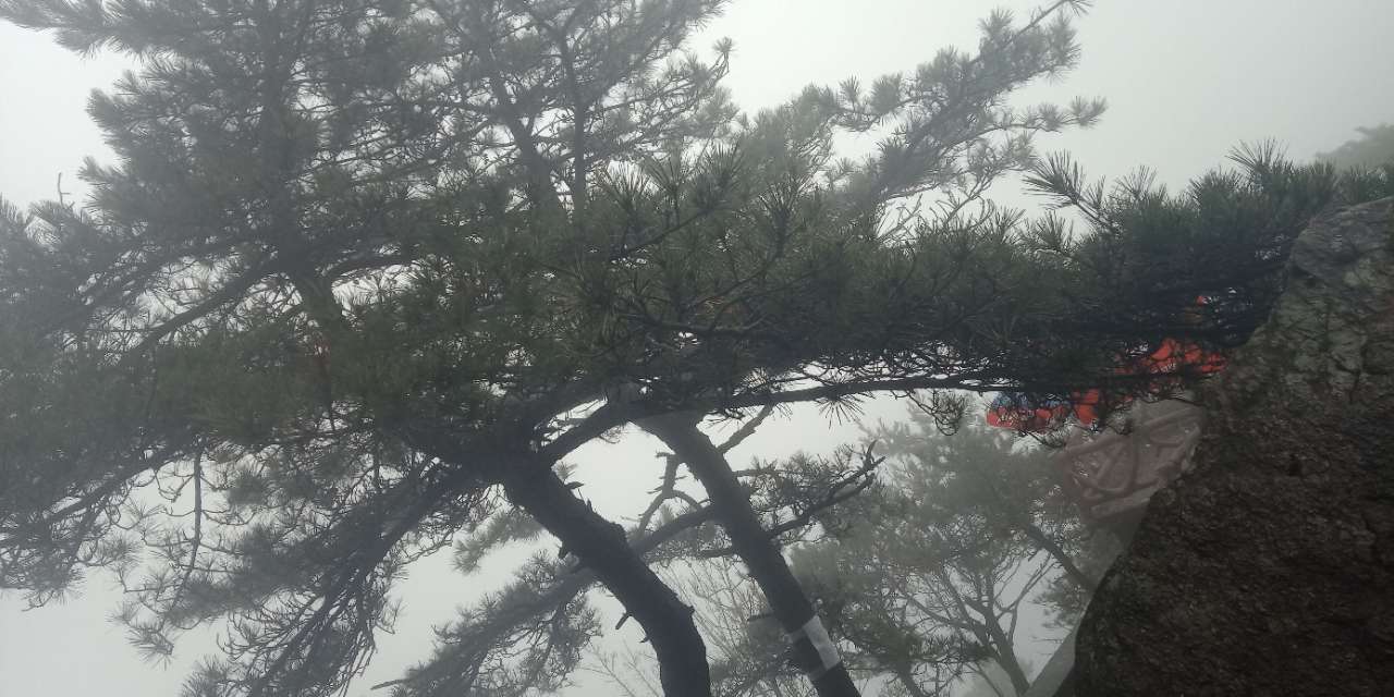 这庐山的石松也是有着别样的风景.